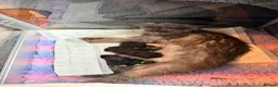 Maine Coon cats for sale: Beautiful high smoked and smoked kittens for sale  - Advert 3