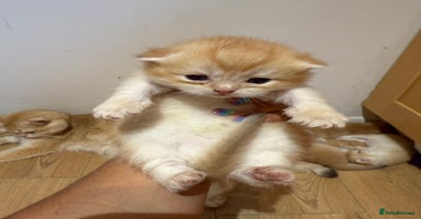 British Shorthair cats - Advert 14