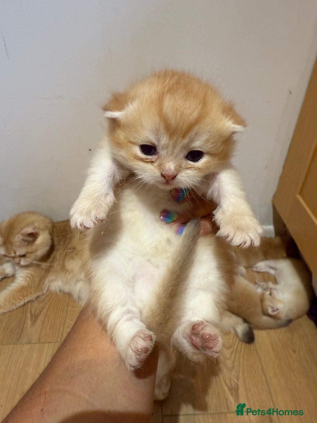 British Shorthair cats for sale: GCCF reg BSH & LH Chocolate & Black Golden Kittens - Image 4