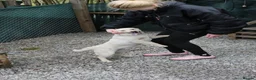 Mixed Breed dogs for adoption: ❤️🐶 LAIMA – TOO SMART AND WELL BALANCED in Burton-on-Trent - Advert 15