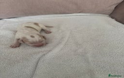 Cocker Spaniel dogs for sale: Cocker spaniel Puppies  - Advert 4