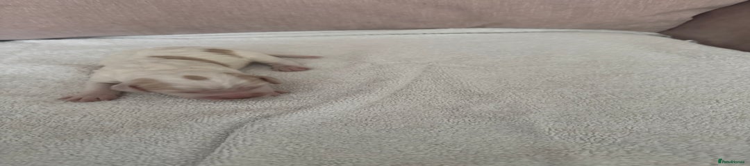 Cocker Spaniel Puppy Peep