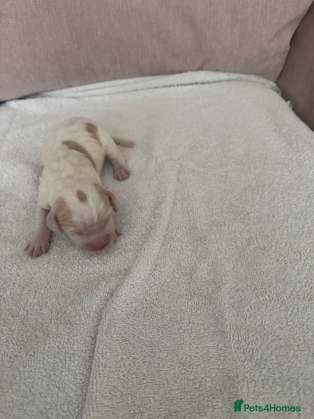 Cocker Spaniel dogs for sale: Cocker spaniel Puppies  - Advert 4