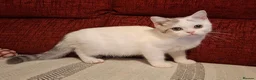 British Shorthair cats for sale: Ready to leave! 🐱 - Advert 4