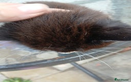 Mixed Breed cats for sale: Fluffy kittens - Image 6