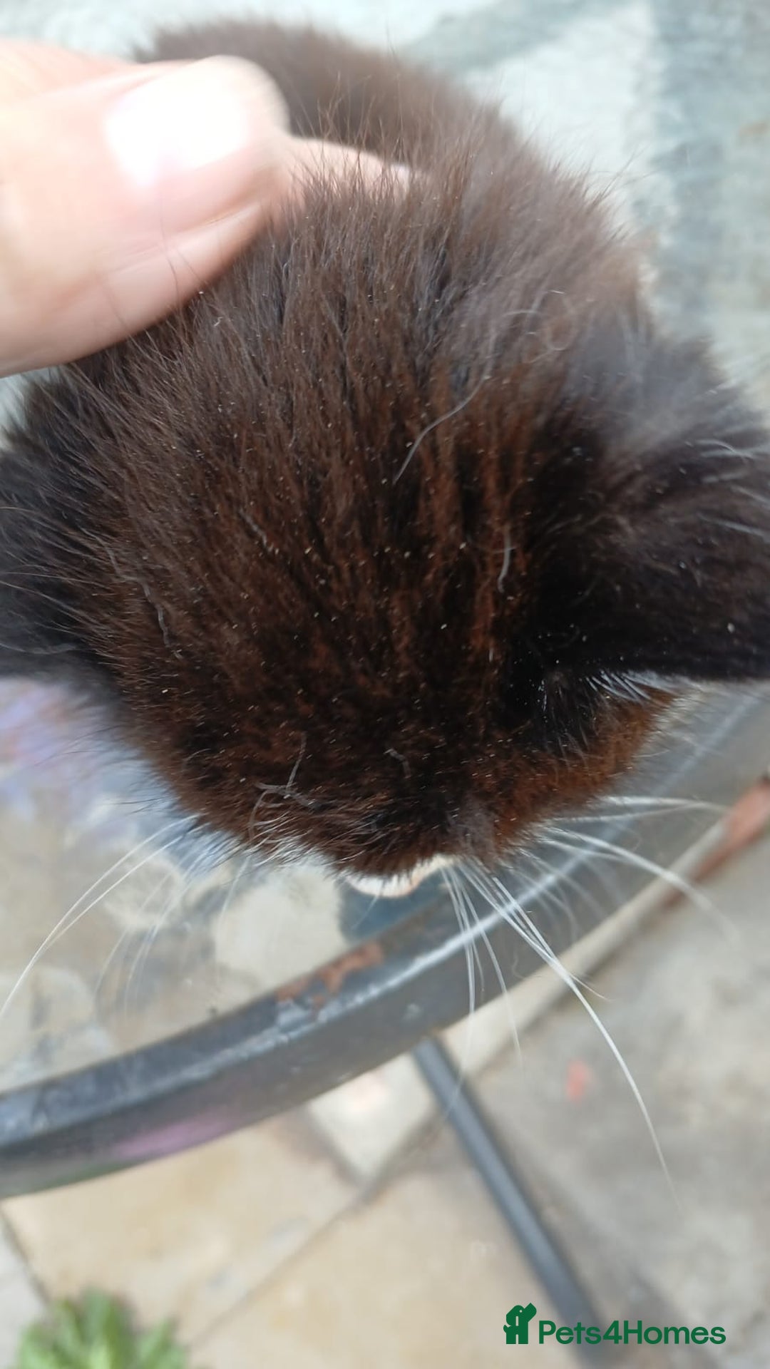 Mixed Breed cats for sale: Fluffy kittens - Image 6