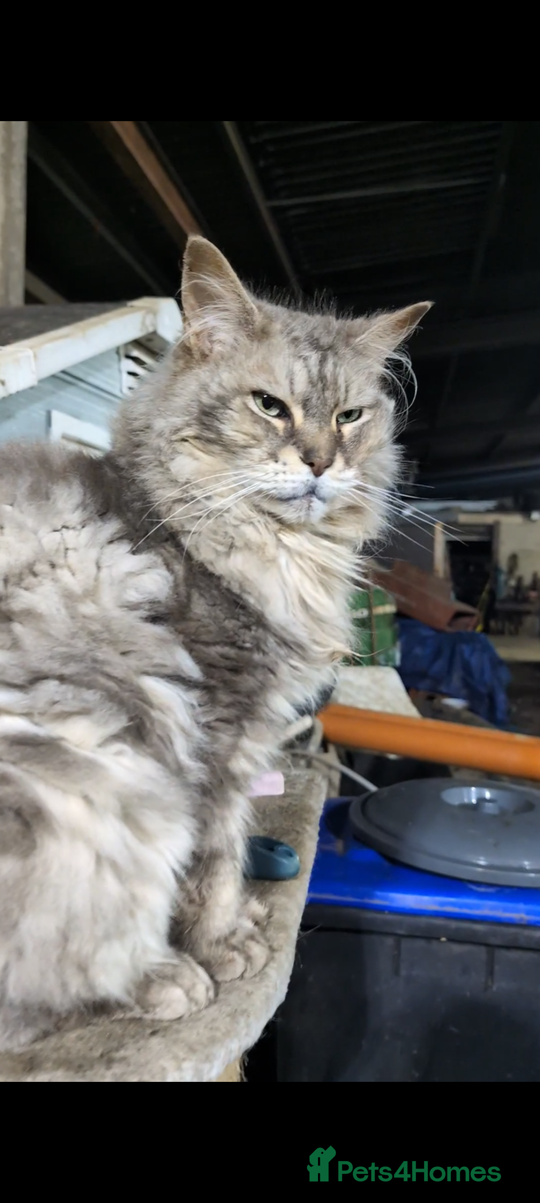 Maine Coon cats for sale: Maine Coon pedigree kittens  - Advert 16