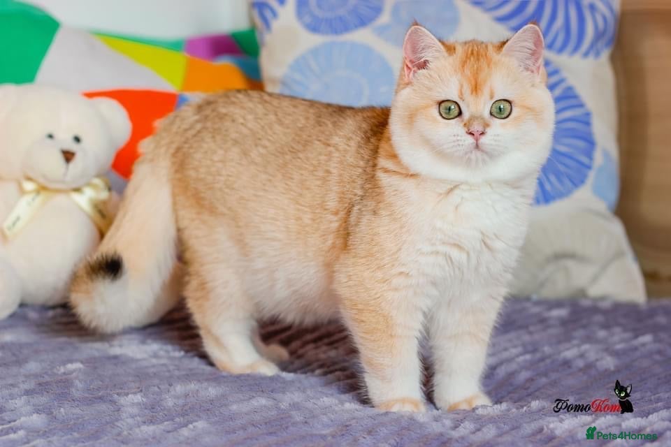 British Shorthair cats GCCF reg BSH Black Golden Kittens - Advert 1