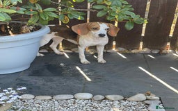 Beagle dogs for adoption: Sweet Mayli is ready for her forever home - Image 9