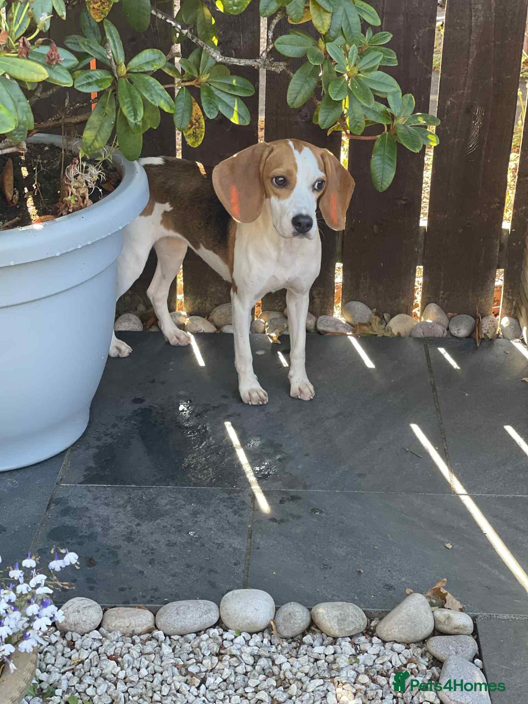 Beagle dogs for adoption: Sweet Mayli is ready for her forever home - Image 9