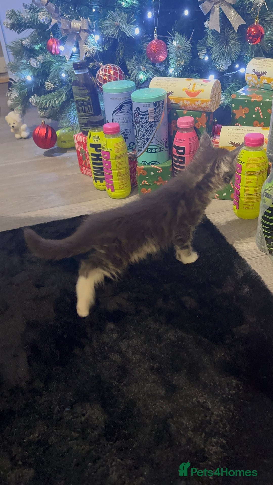 Maine Coon cats for sale: Full Maine Coon for sale - Advert 14
