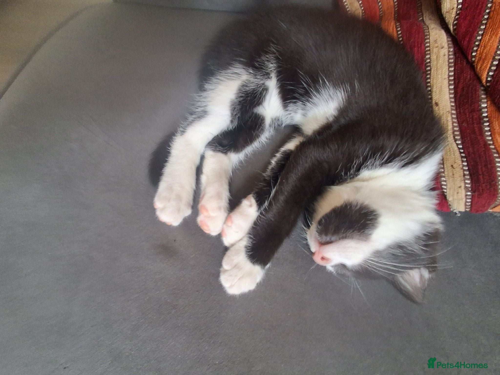 Mixed Breed cats Beautiful mixed kittens  - Advert 1