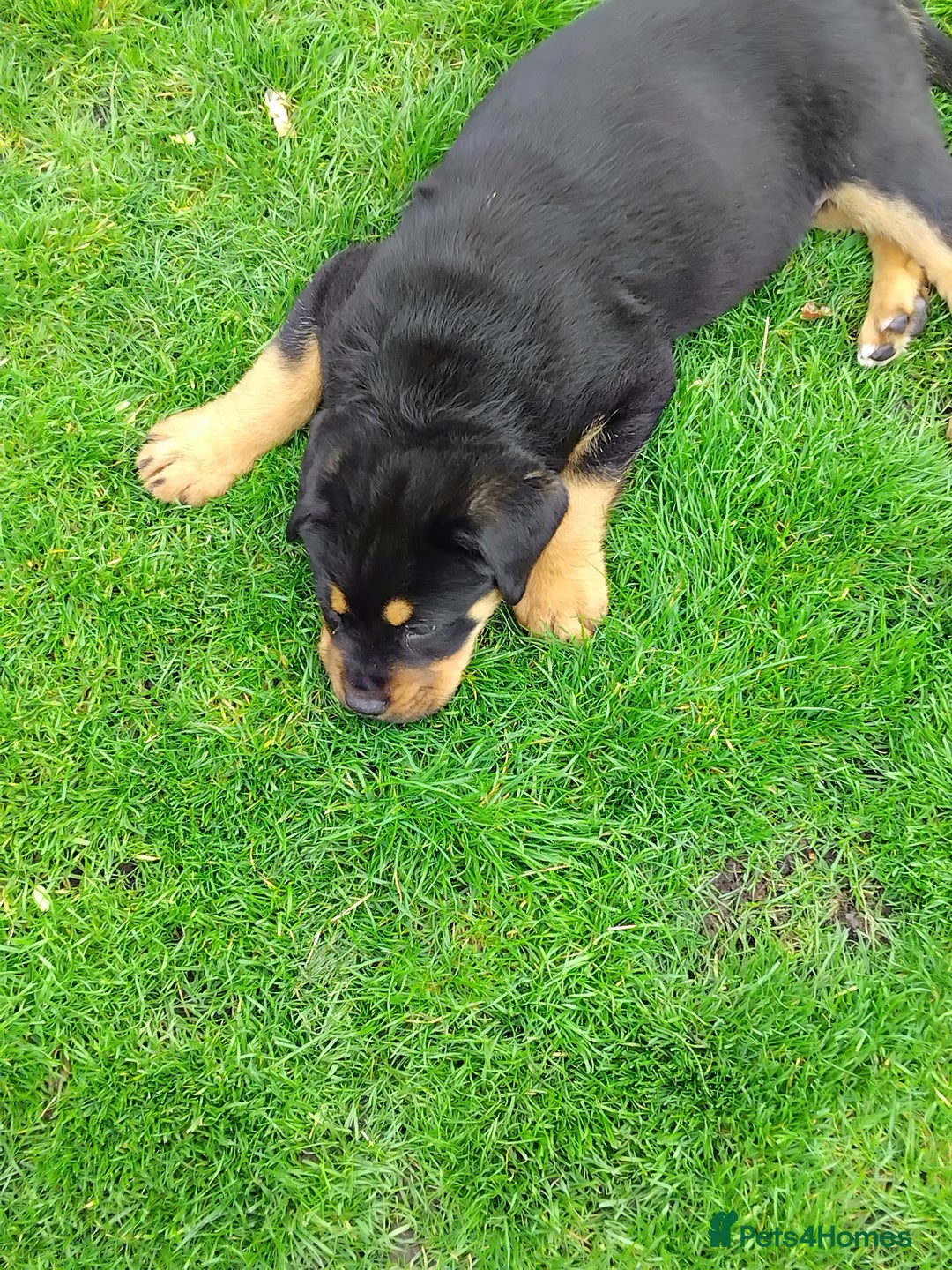 Rottweiler dogs for sale: 12 week German rottweiler  - Image 1