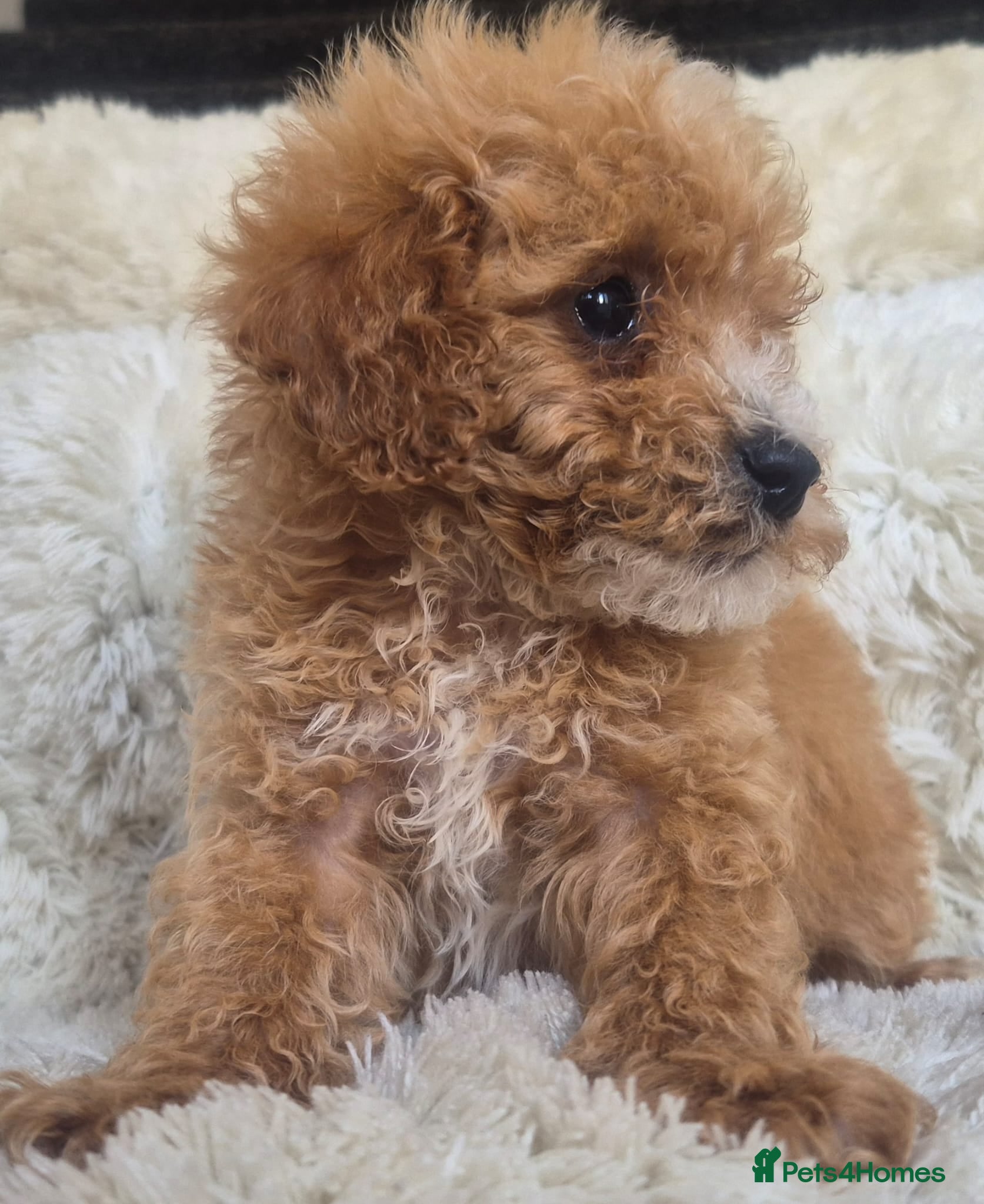 Cavapoo dogs Toy cavapoos heath checked 100 percent perfect - Advert 1