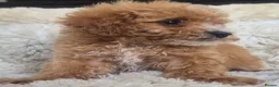 Cavapoo dogs for sale: Toy cavapoos heath checked 100 percent perfect - Advert 19