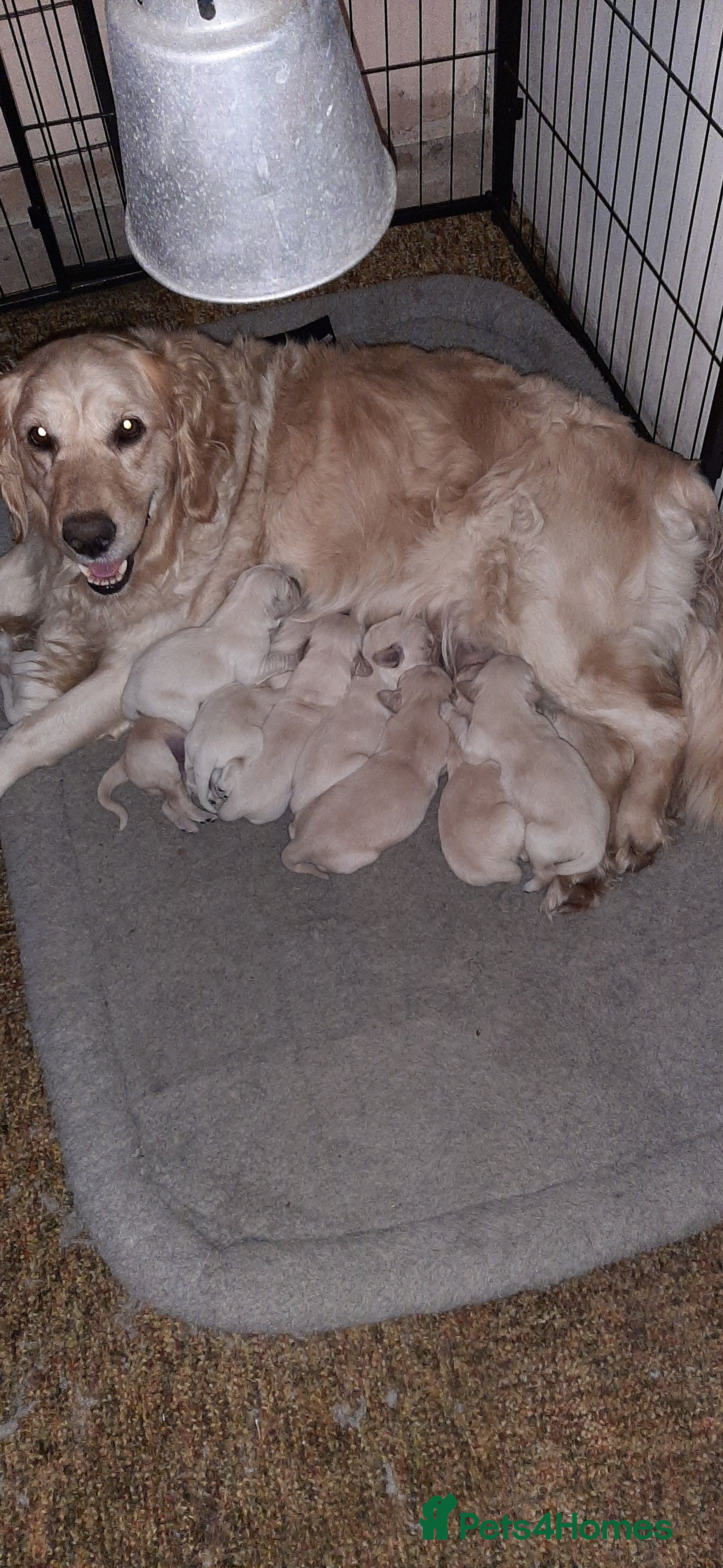 Golden Retriever dogs Beautiful KC reg cream golden retriever puppies - Advert 2