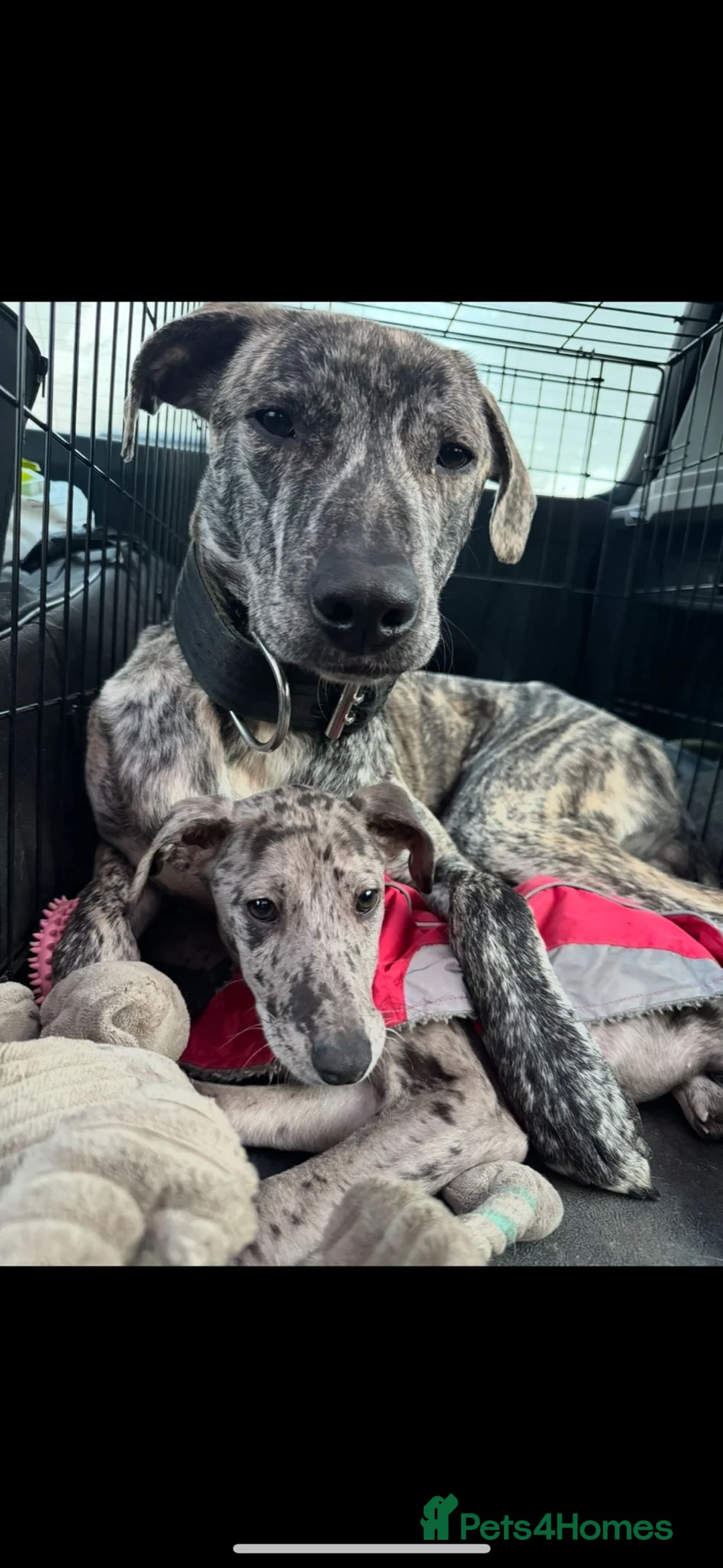 Lurcher dogs for sale: Ronnie and Winnie - lurcher and bull lurcher  - Advert 3