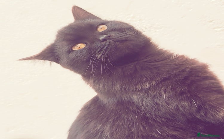 British Shorthair cats - Advert 14