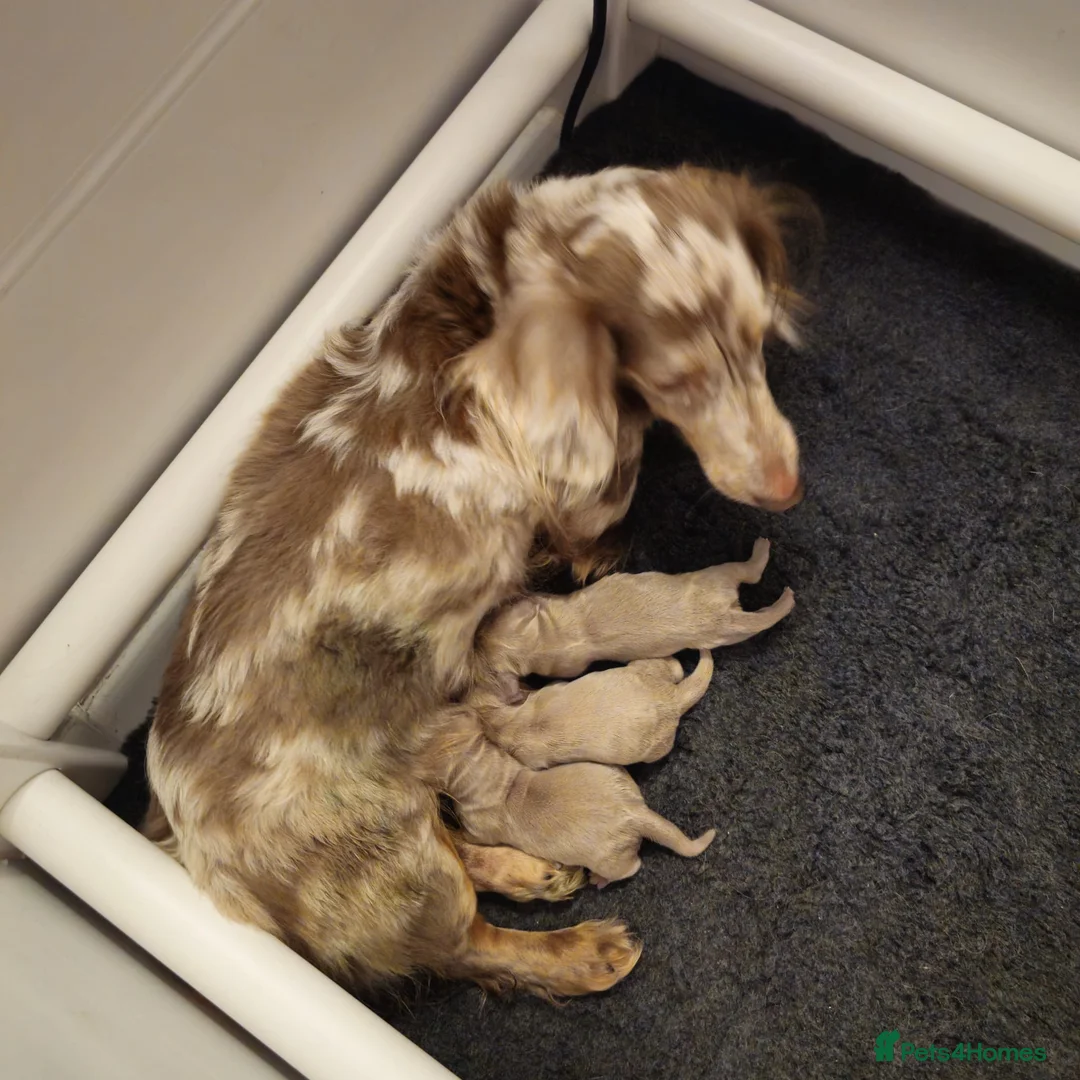 Miniature Dachshund dogs for sale: Miniature Dachshund KC Reg Longhair Isabella & Tan - Advert 2