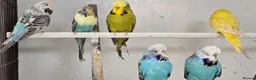 Budgerigars birds for sale: 2026 bred budgies for sale - Advert 4