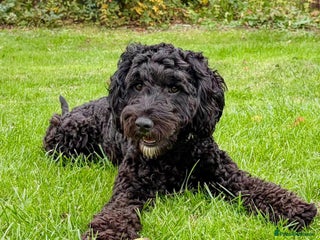 Cockapoo dogs 1 year old female cockapoo - Advert 1