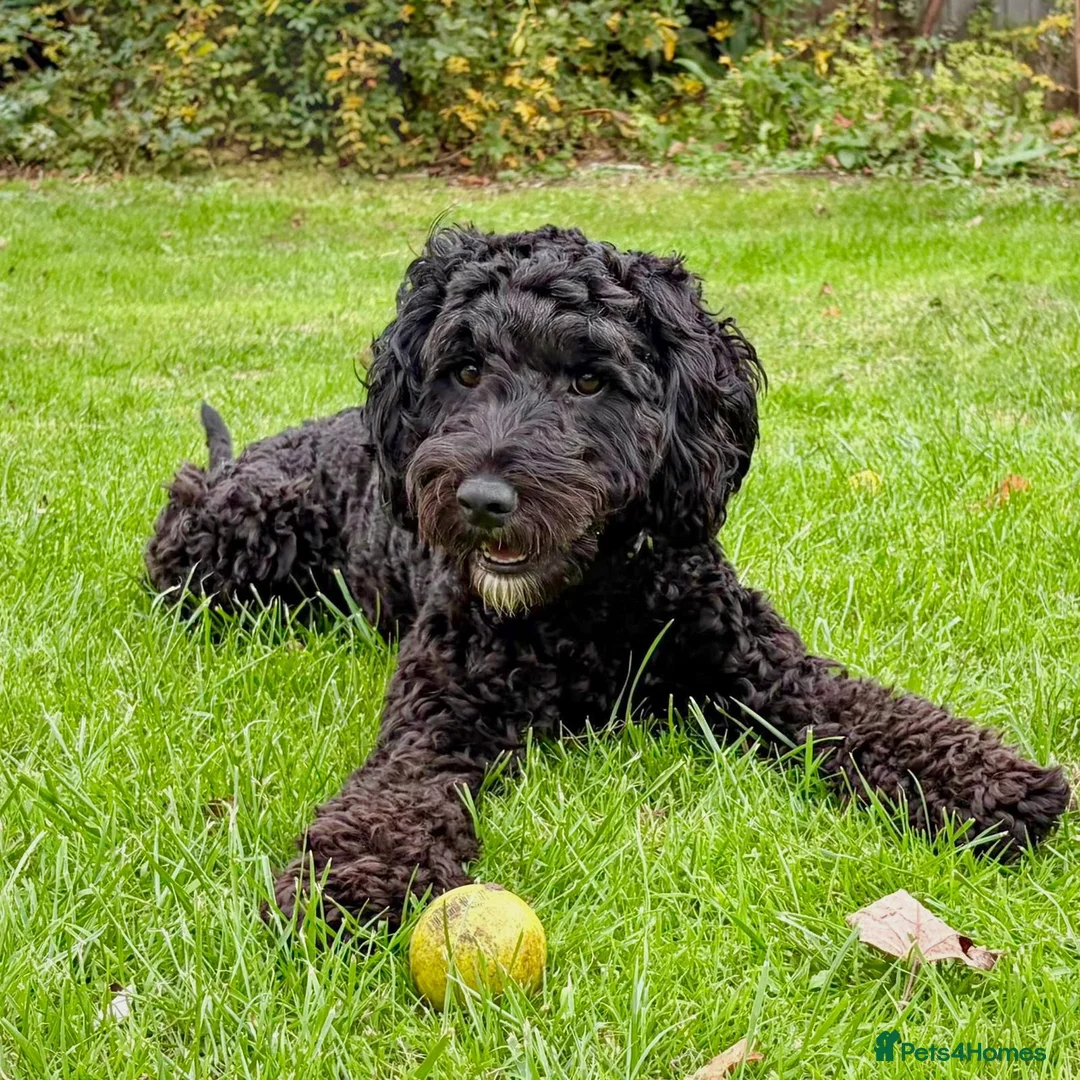 Cockapoo dogs for sale: 1 1/2 year old female cockapoo - Advert 1