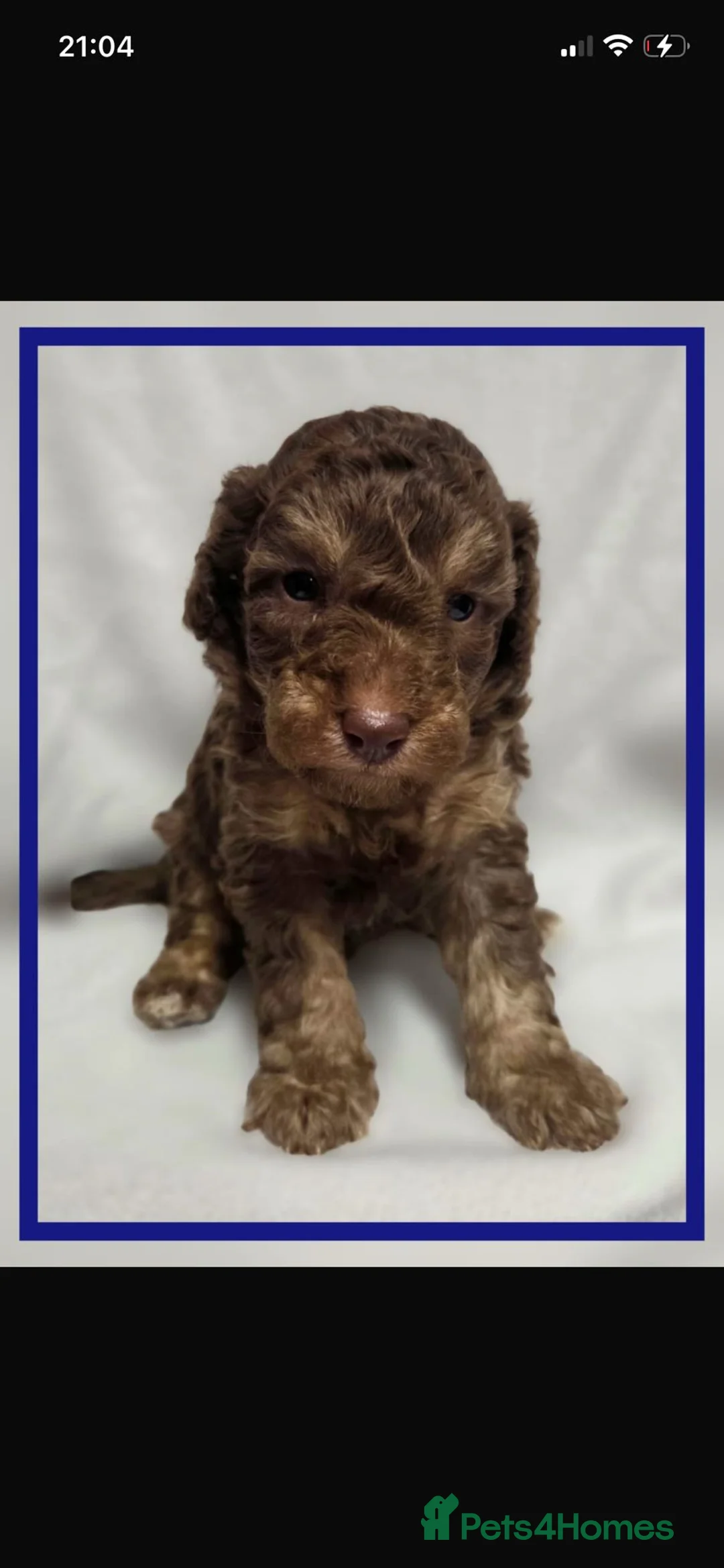 Toy Poodle dogs for stud: TINY CHOCOLATE PHANTOM BOY  - Advert 6
