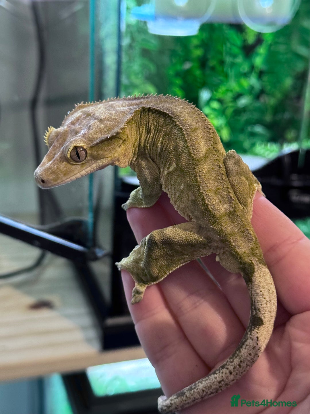 Gecko reptiles for sale: Male Crested Gecko - Advert 2