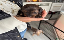 Miniature Dachshund dogs for sale: Miniature long-haired dachshunds - Image 16