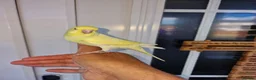 Budgerigars birds for sale: Super hand tamed baby budgies  - Advert 19