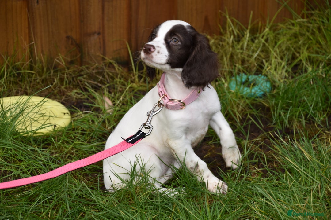 Cocker Spaniel dogs for sale: Ready Now Kc Reg Health Tested - Advert 5