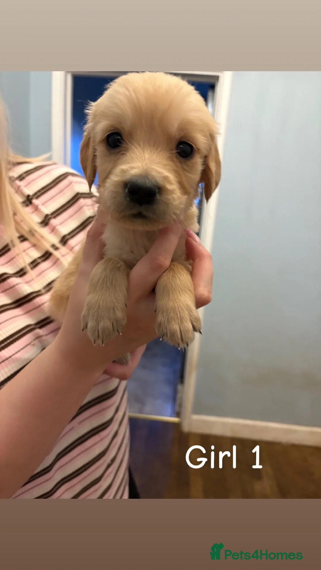 Golden Retriever dogs for sale: Golden Retriever Puppies  - Advert 2
