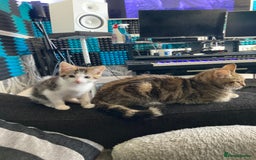 European cats for sale: 4 Cute & Cuddly Kittens Ready For Forever Home - Image 3