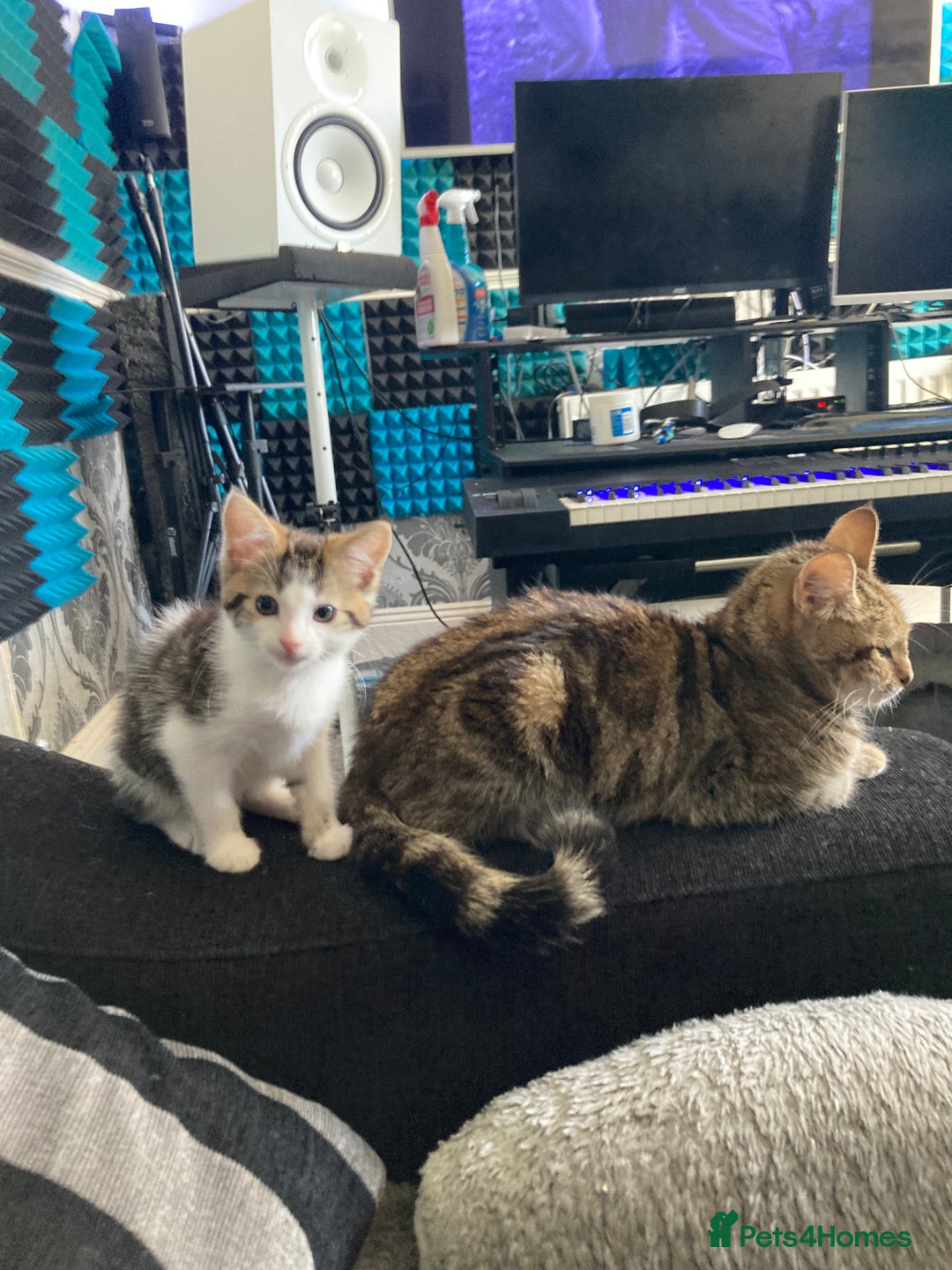 European cats for sale: 4 Cute & Cuddly Kittens Ready For Forever Home - Image 3