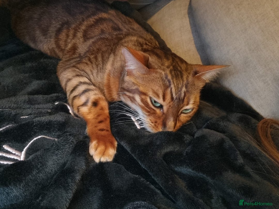 Bengal cats for sale: Female Bengal - Image 3