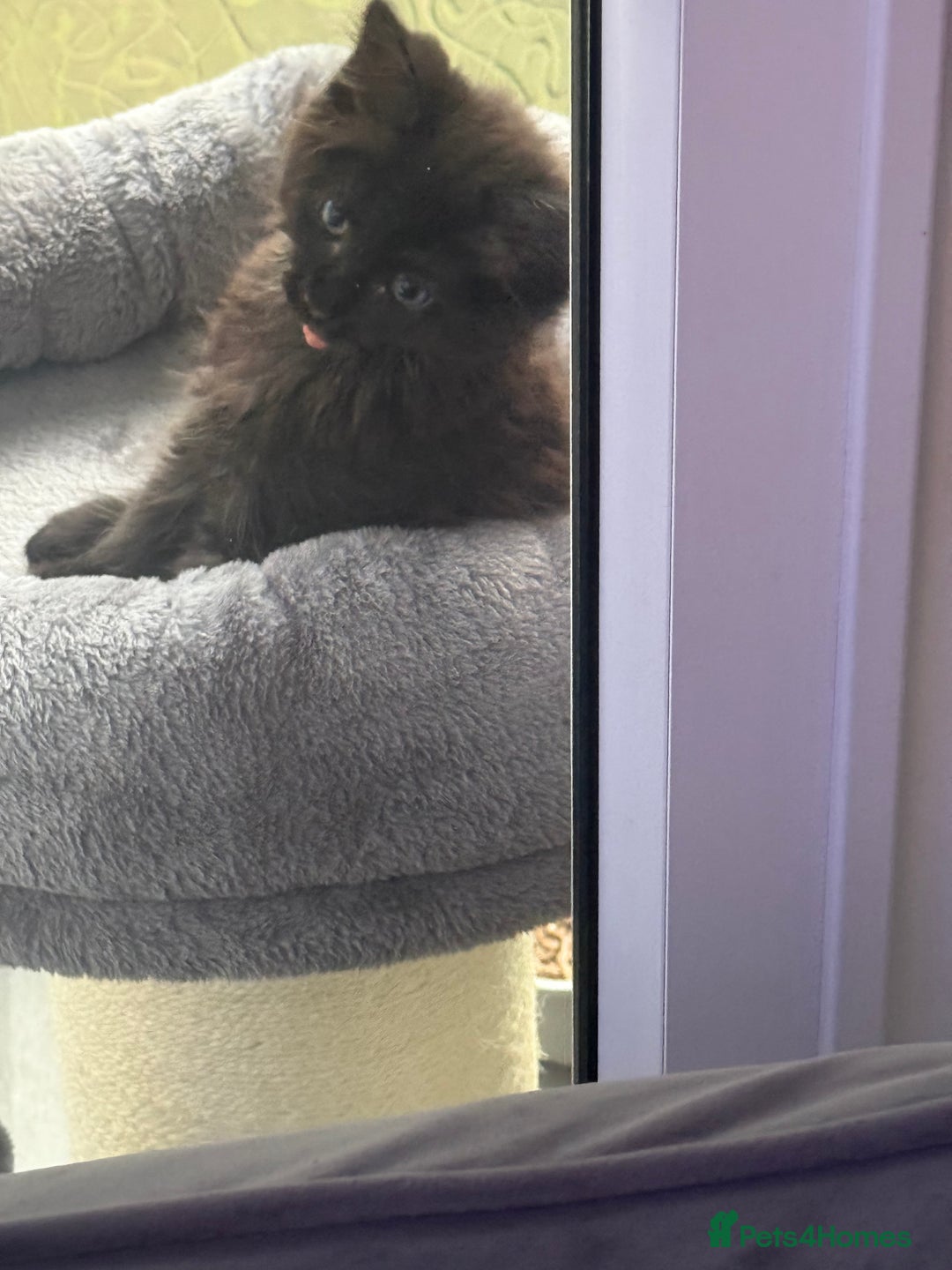 Maine Coon cats for sale: 1 Black Male Maine Coon Cross Kitten - Image 3