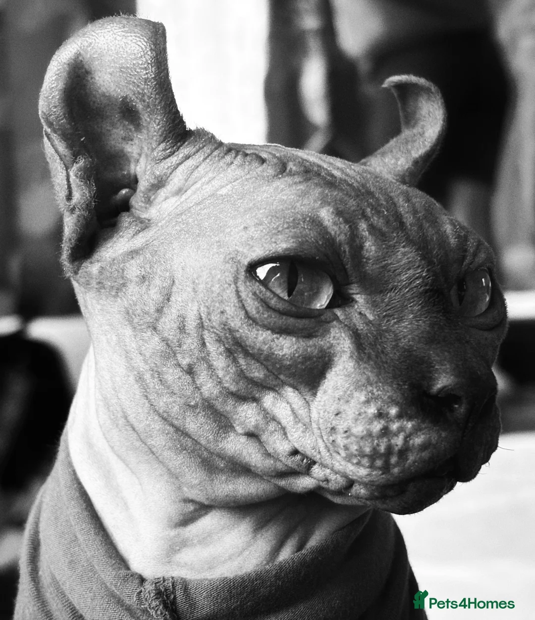 Sphynx cats for stud: beautiful rare Elf sphynx  - Advert 1