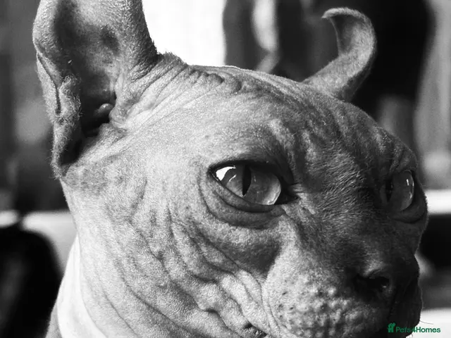Sphynx cats for stud: beautiful rare Elf sphynx - Advert 3