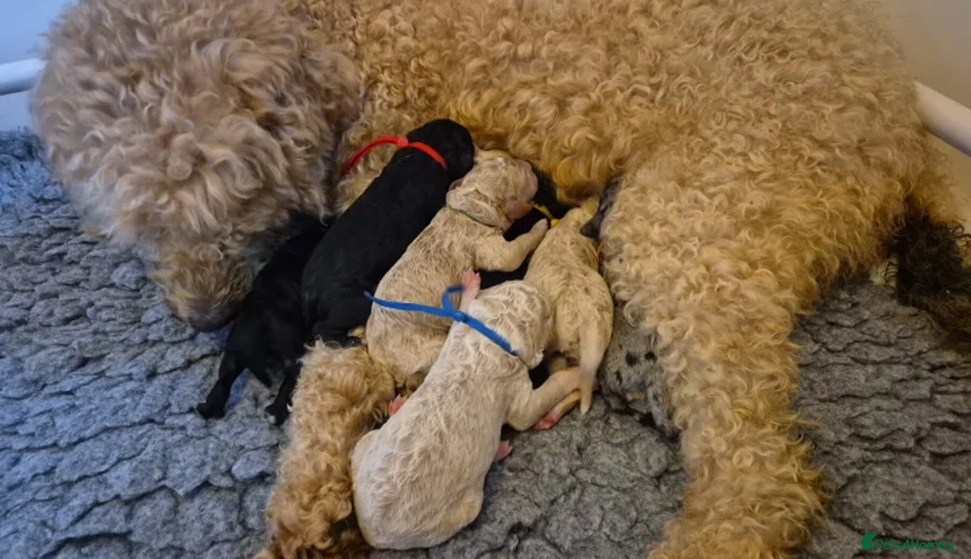 Australian Labradoodle dogs for sale: Fluffy Australian Labradoodle Pups-Ready for You - Advert 17