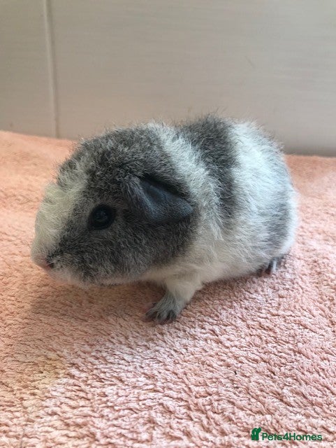 Guinea Pig rodents for sale: Young Pure Bred Rex Boar-Aby Sows & Two Brothers - Advert 5