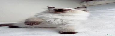 Ragdoll 4