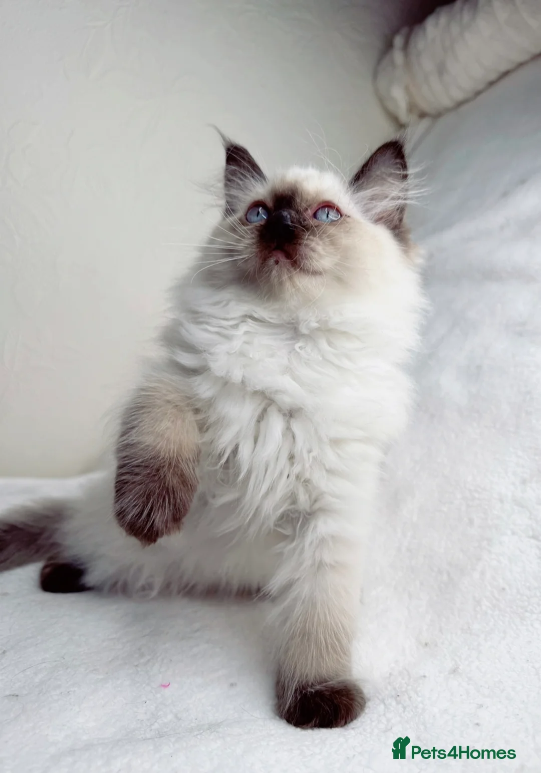 Ragdoll cats for sale: Pure Ragdoll Kitties available ✨ - Advert 2