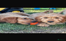 Mini Goldendoodle dogs for sale: F1 Goldendoodle puppies  - Image 1
