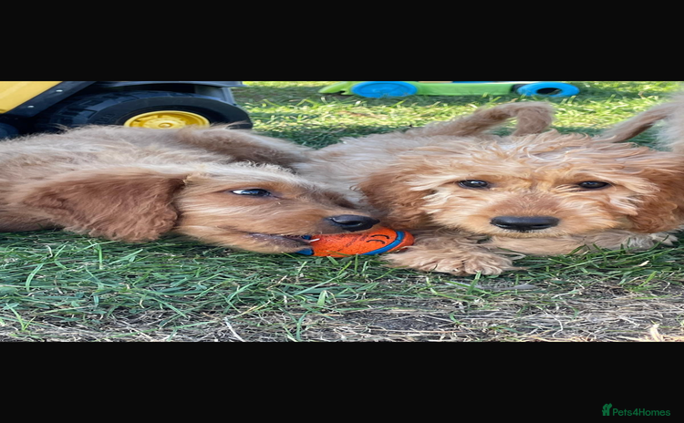 Mini Goldendoodle dogs - Advert 3