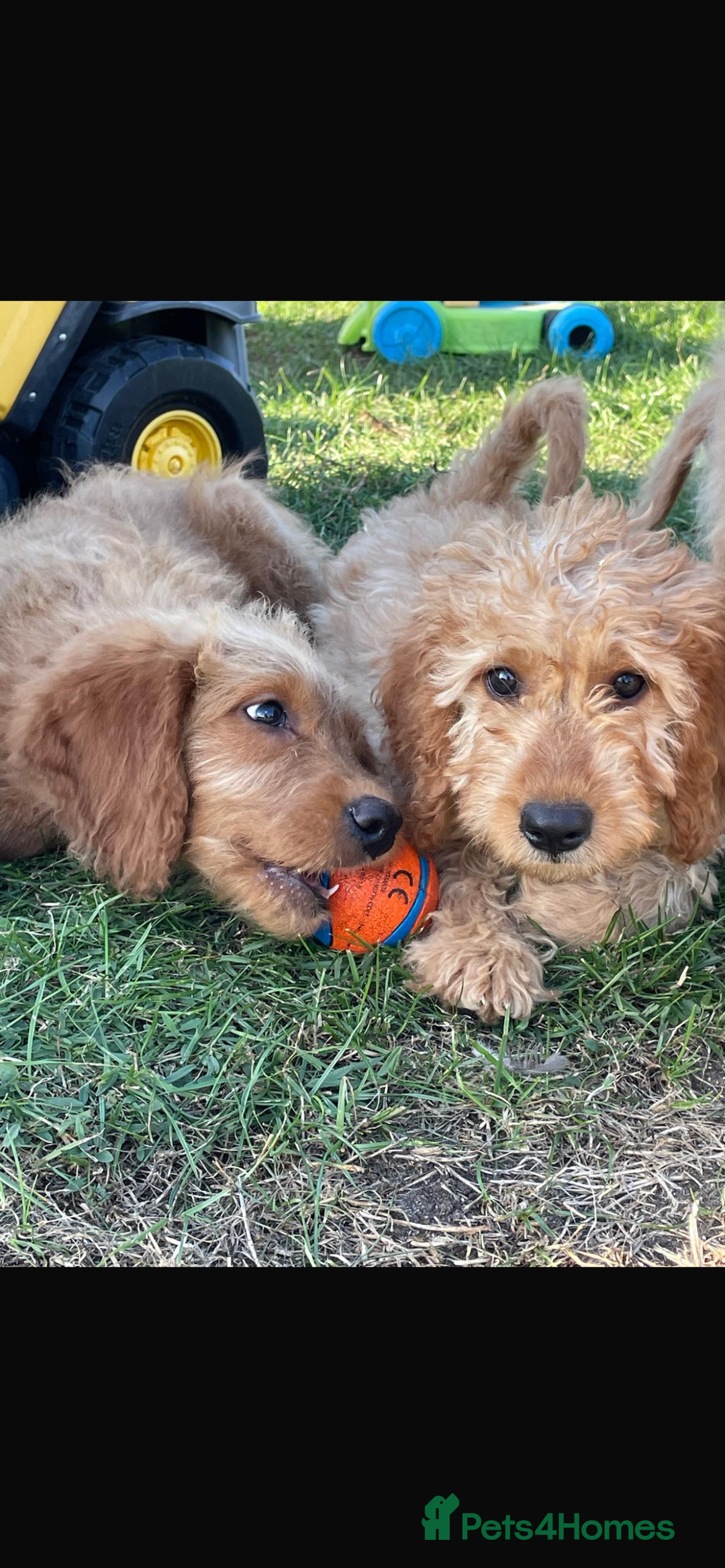 Mini Goldendoodle dogs for sale: F1 Goldendoodle puppies  - Image 1