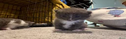 Mixed Breed cats for sale: 5 beautiful kittens  - Advert 24