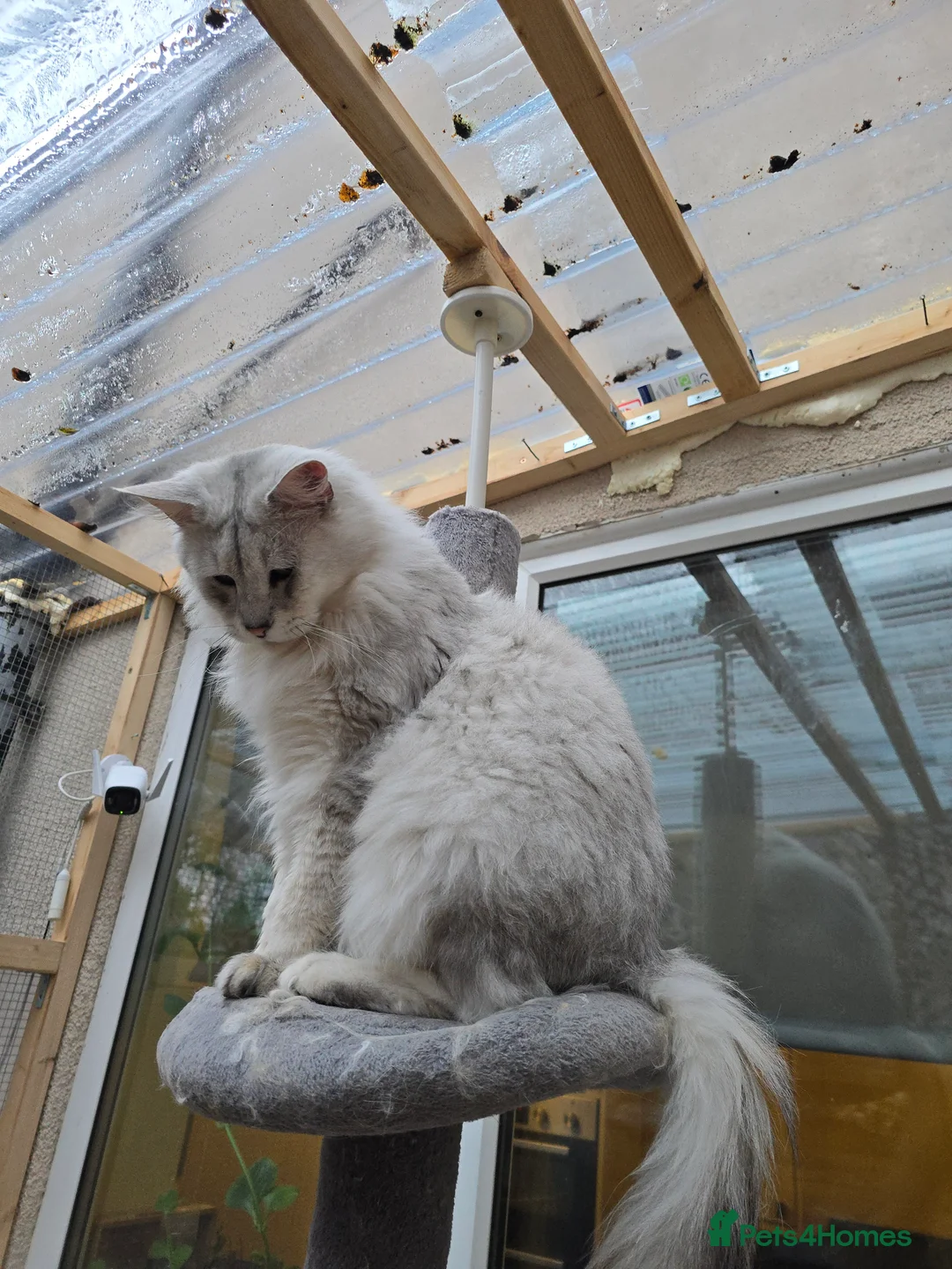 Maine Coon cats for stud: Black Shaded Maine Coon Large Imported in Hull - Advert 21