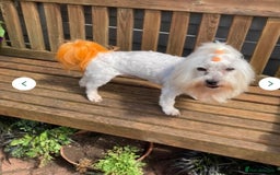Maltipoo dogs for sale: Toy f1 maltipoos health tested champagne coloured  - Image 14