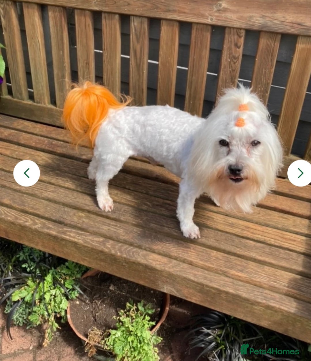 Maltipoo dogs for sale: Toy f1 maltipoos health tested champagne coloured  - Image 14