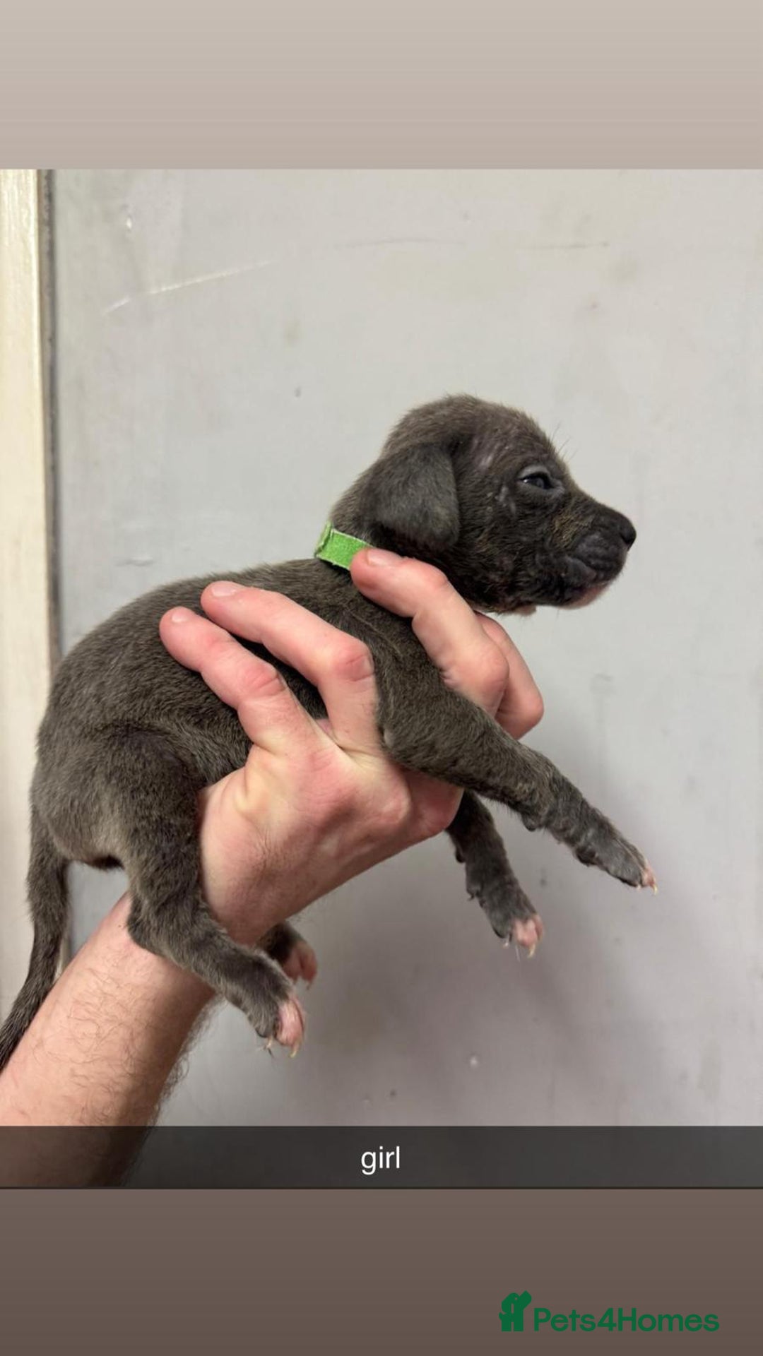 Cane Corso dogs for sale: 12 beautiful Blue cane corso pups - Image 6